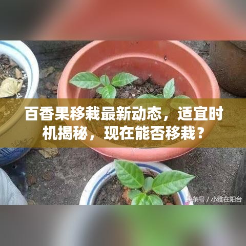 百香果移栽最新動態(tài)，適宜時機揭秘，現(xiàn)在能否移栽？