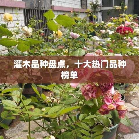 灌木品種盤點(diǎn)，十大熱門品種榜單