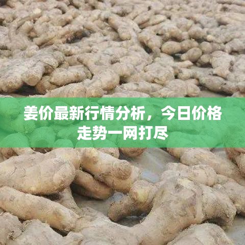 姜價最新行情分析，今日價格走勢一網(wǎng)打盡