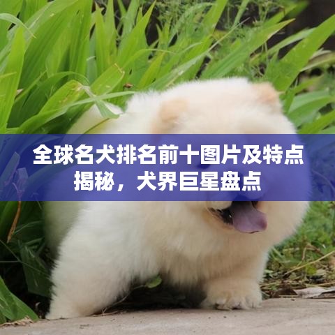 全球名犬排名前十圖片及特點揭秘，犬界巨星盤點