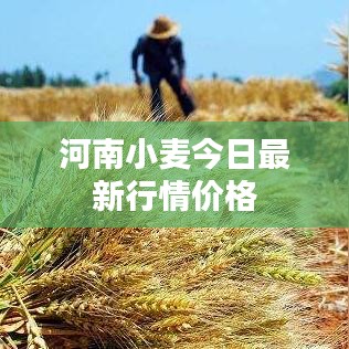 河南小麥今日最新行情價(jià)格