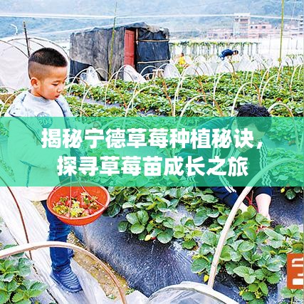揭秘寧德草莓種植秘訣，探尋草莓苗成長(zhǎng)之旅