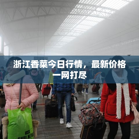 浙江香菜今日行情，最新價格一網(wǎng)打盡