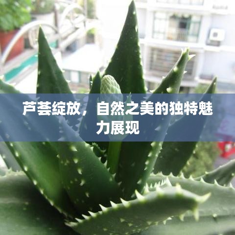 蘆薈綻放，自然之美的獨特魅力展現