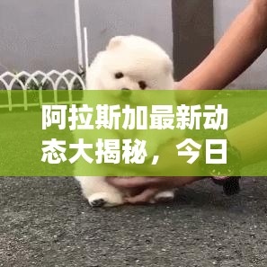 阿拉斯加最新動(dòng)態(tài)大揭秘，今日頭條報(bào)道匯總！