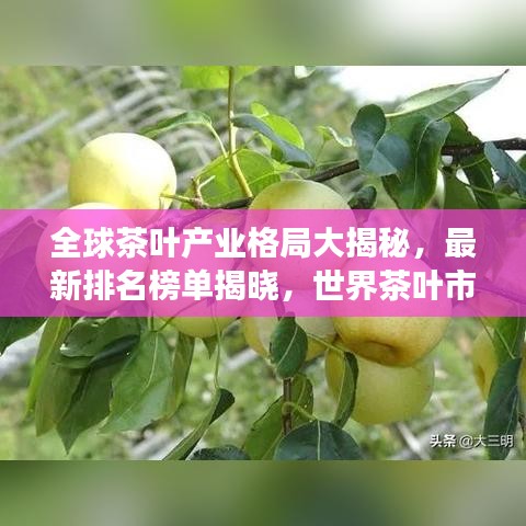 全球茶葉產(chǎn)業(yè)格局大揭秘，最新排名榜單揭曉，世界茶葉市場趨勢探索
