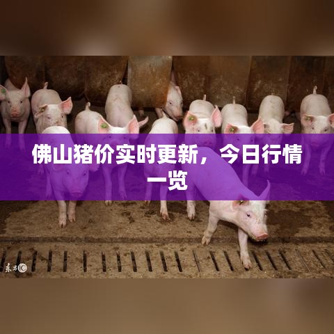 佛山豬價(jià)實(shí)時更新，今日行情一覽