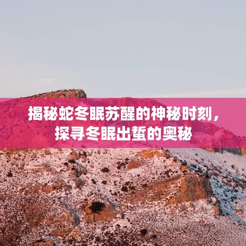 揭秘蛇冬眠蘇醒的神秘時(shí)刻，探尋冬眠出蜇的奧秘