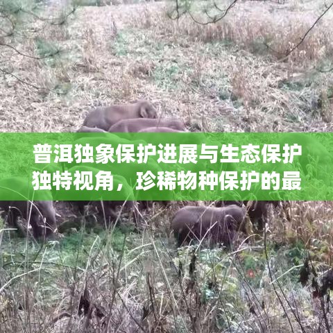 普洱獨(dú)象保護(hù)進(jìn)展與生態(tài)保護(hù)獨(dú)特視角，珍稀物種保護(hù)的最新頭條新聞