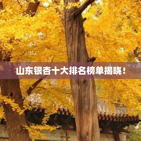 山東銀杏十大排名榜單揭曉！