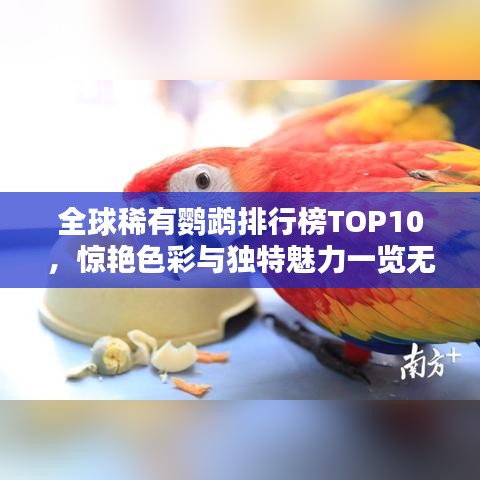 全球稀有鸚鵡排行榜TOP10，驚艷色彩與獨特魅力一覽無遺