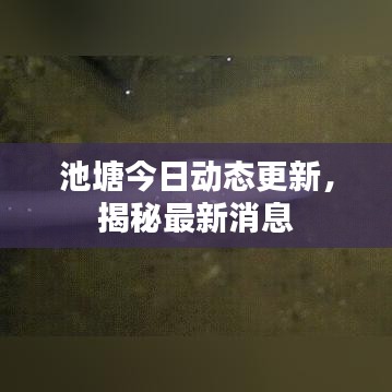 池塘今日動態(tài)更新，揭秘最新消息