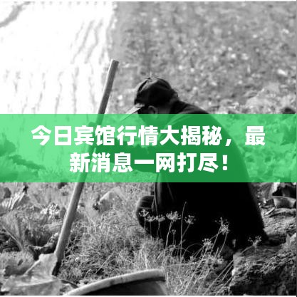 今日賓館行情大揭秘，最新消息一網(wǎng)打盡！