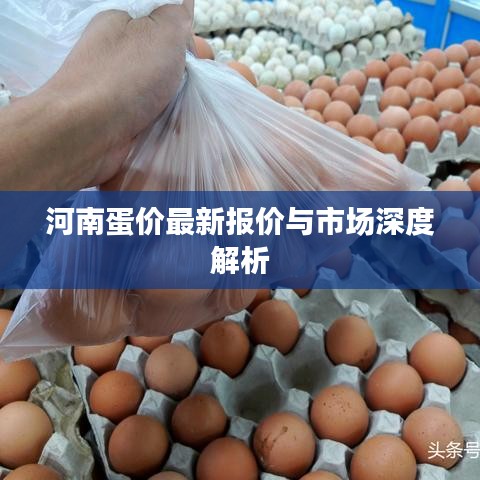河南蛋價最新報價與市場深度解析