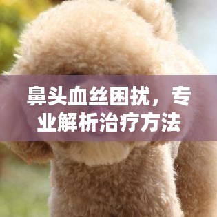 鼻頭血絲困擾，專業(yè)解析治療方法，百度來解答