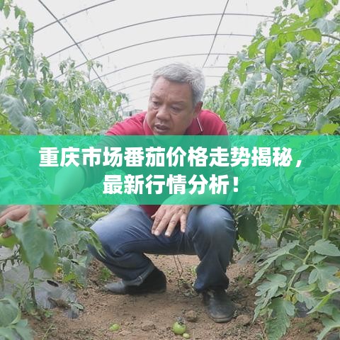 重慶市場番茄價格走勢揭秘，最新行情分析！