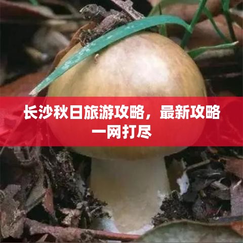 長(zhǎng)沙秋日旅游攻略，最新攻略一網(wǎng)打盡