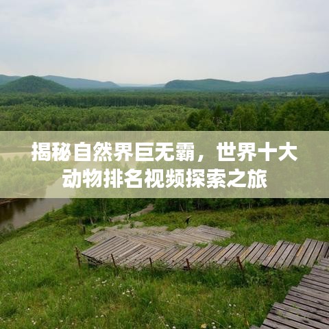 揭秘自然界巨無霸，世界十大動(dòng)物排名視頻探索之旅