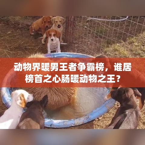 動物界暖男王者爭霸榜，誰居榜首之心腸暖動物之王？