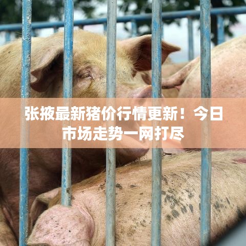 張掖最新豬價(jià)行情更新！今日市場走勢一網(wǎng)打盡