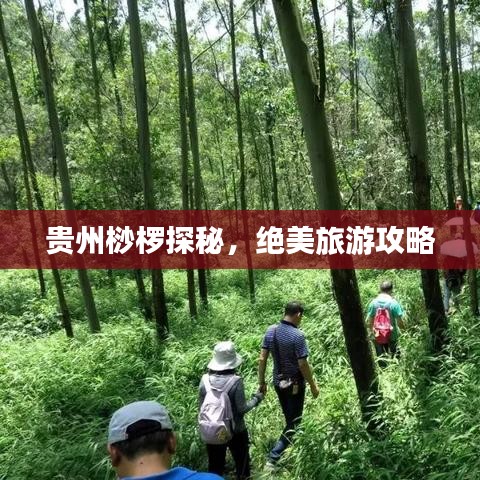 貴州桫欏探秘，絕美旅游攻略