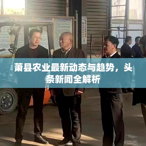蕭縣農(nóng)業(yè)最新動(dòng)態(tài)與趨勢(shì)，頭條新聞全解析