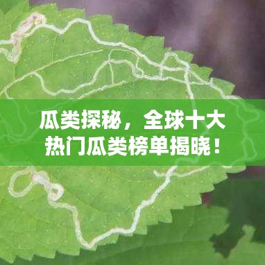 瓜類探秘，全球十大熱門瓜類榜單揭曉！