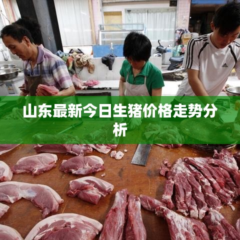 山東最新今日生豬價(jià)格走勢(shì)分析