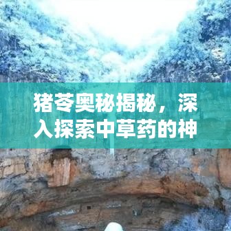 豬苓奧秘揭秘，深入探索中草藥的神奇世界
