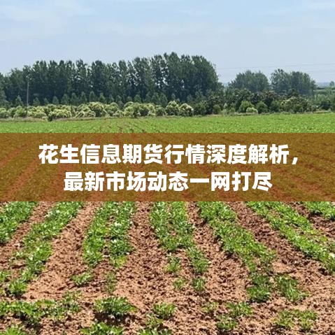花生信息期貨行情深度解析，最新市場(chǎng)動(dòng)態(tài)一網(wǎng)打盡