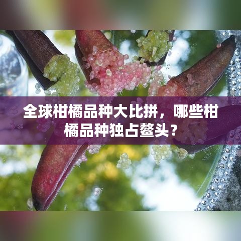 全球柑橘品種大比拼，哪些柑橘品種獨(dú)占鰲頭？