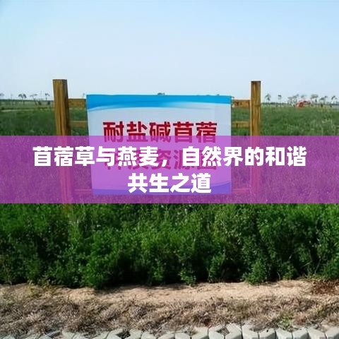 苜蓿草與燕麥，自然界的和諧共生之道