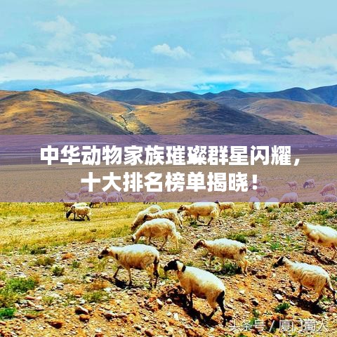 中華動(dòng)物家族璀璨群星閃耀，十大排名榜單揭曉！