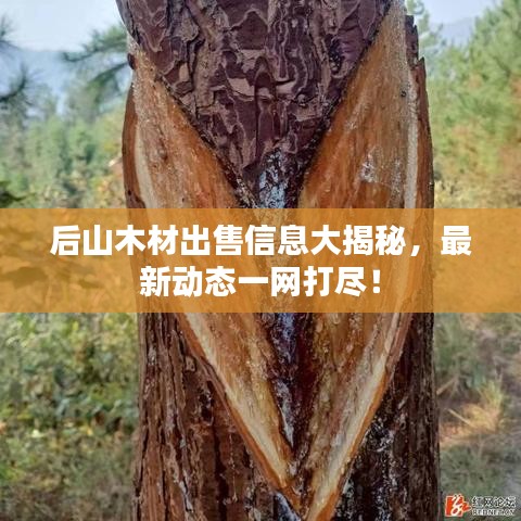 后山木材出售信息大揭秘，最新動(dòng)態(tài)一網(wǎng)打盡！