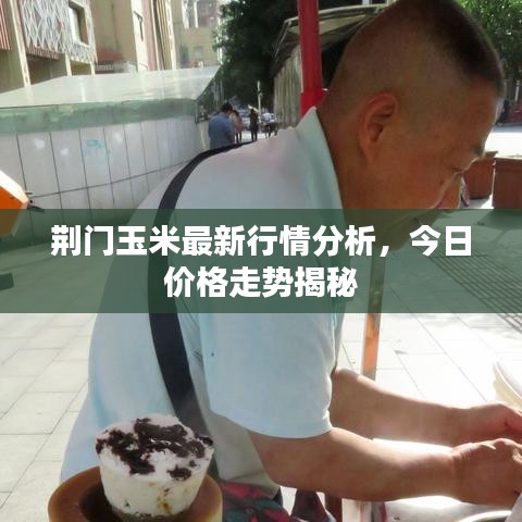 荊門玉米最新行情分析，今日價(jià)格走勢(shì)揭秘